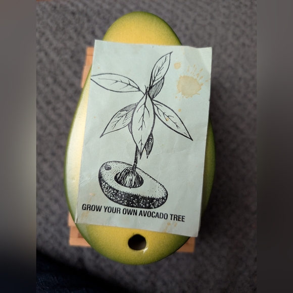 Grow Your Own Avocado 🥑 Tree - Picture 4 of 9